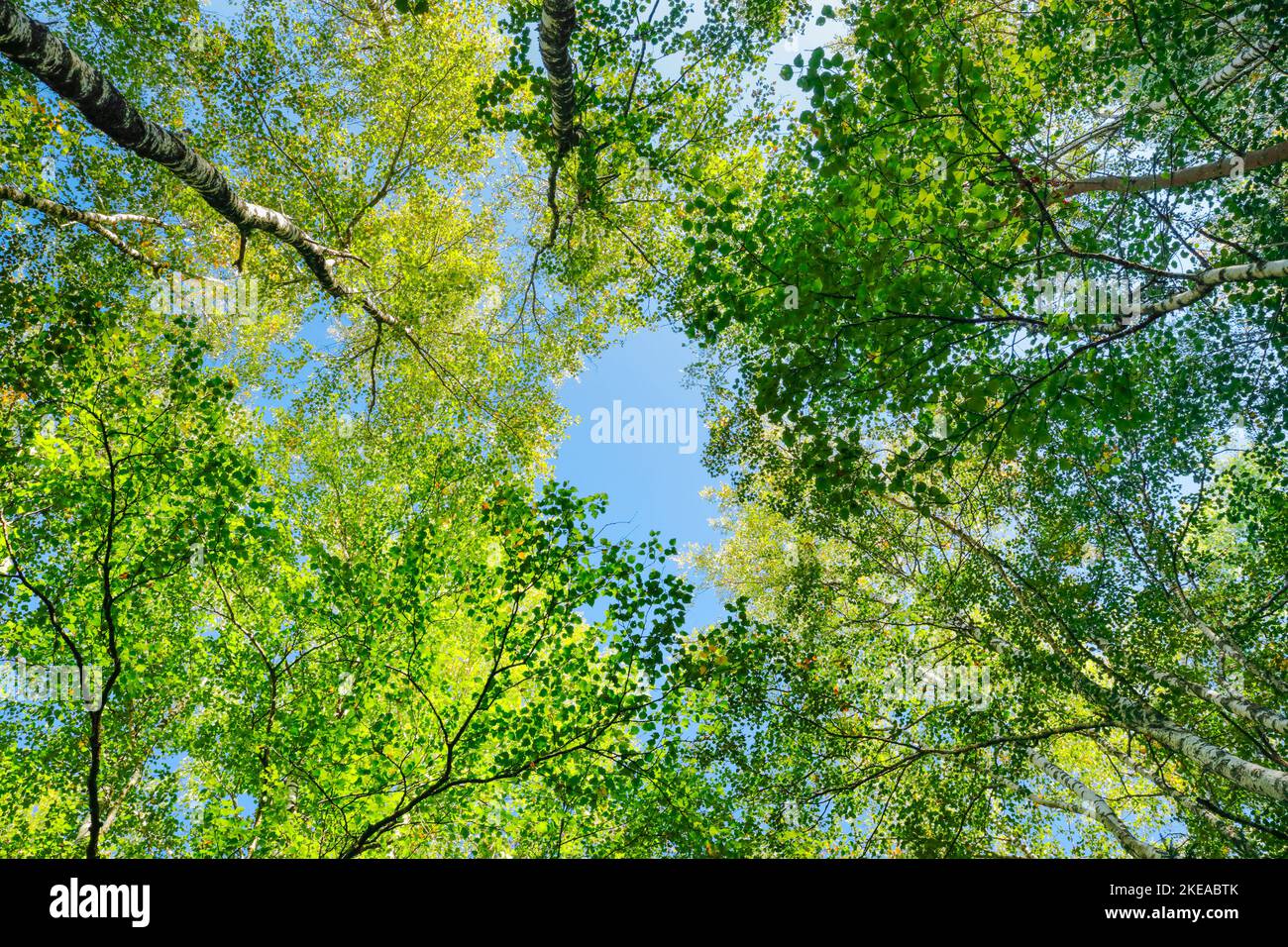 Blick nach oben zu den Baumkronen im Birkenwald, bei Les Ponts-de-Martel im Kanton Neuenburg, Schweiz Stock Photo