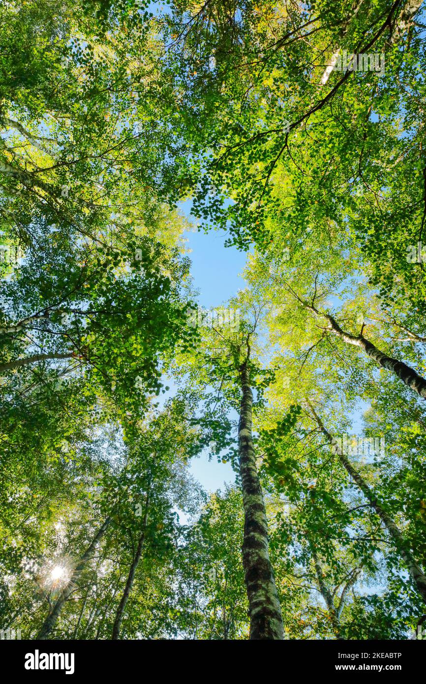 Blick nach oben zu den Baumkronen im Birkenwald, Sonne scheint durch Blätterdach,  Kanton Jura, Schweiz Stock Photo