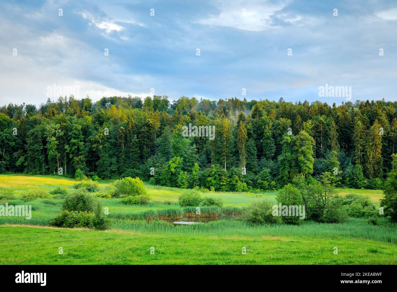Mooriges Naturschutzgebiet bei Uetzikon bei Oetwil am See im Zürcher Oberland um Kanton Zürich, Schweiz Stock Photo