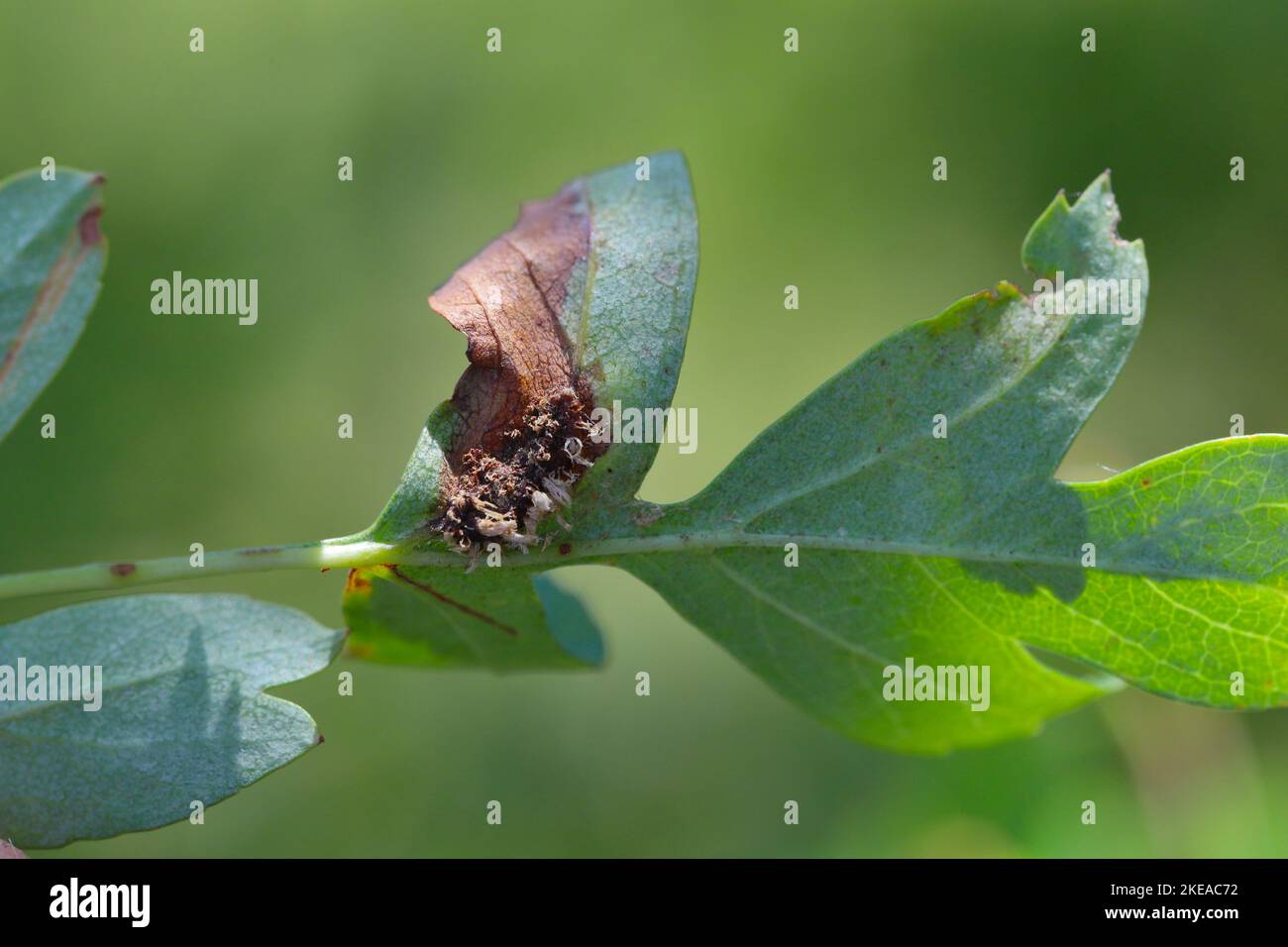 Symptoms of the fungal disease - rust on hawthorn leaves. Stock Photo