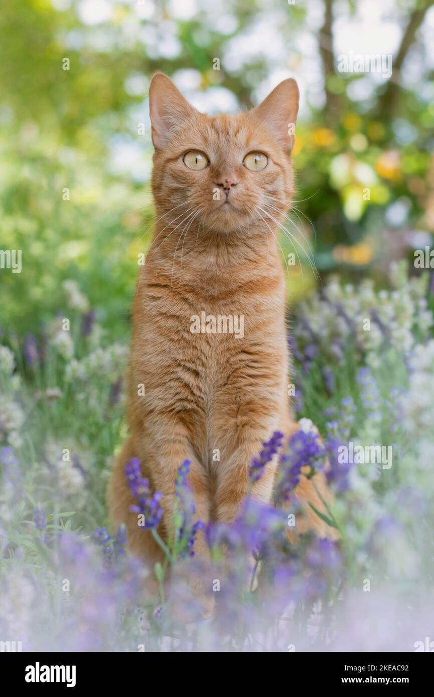 cat in spring Stock Photo