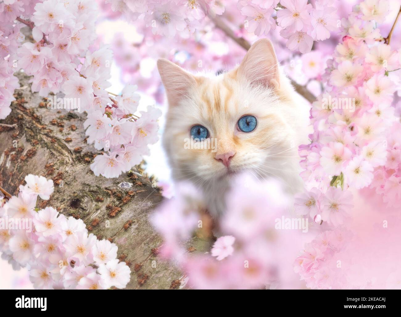Ragdoll in spring Stock Photo - Alamy