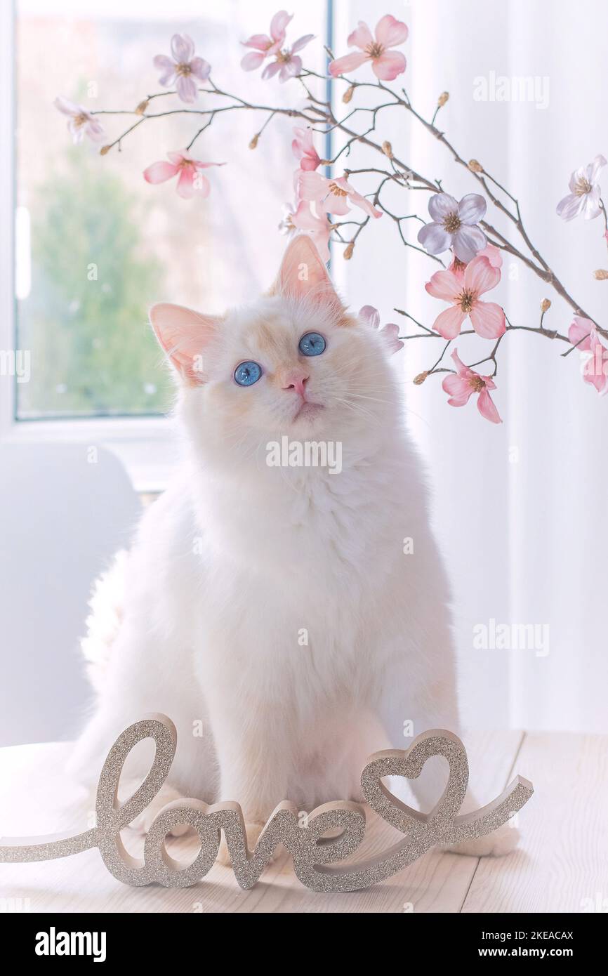 Ragdoll in studio Stock Photo