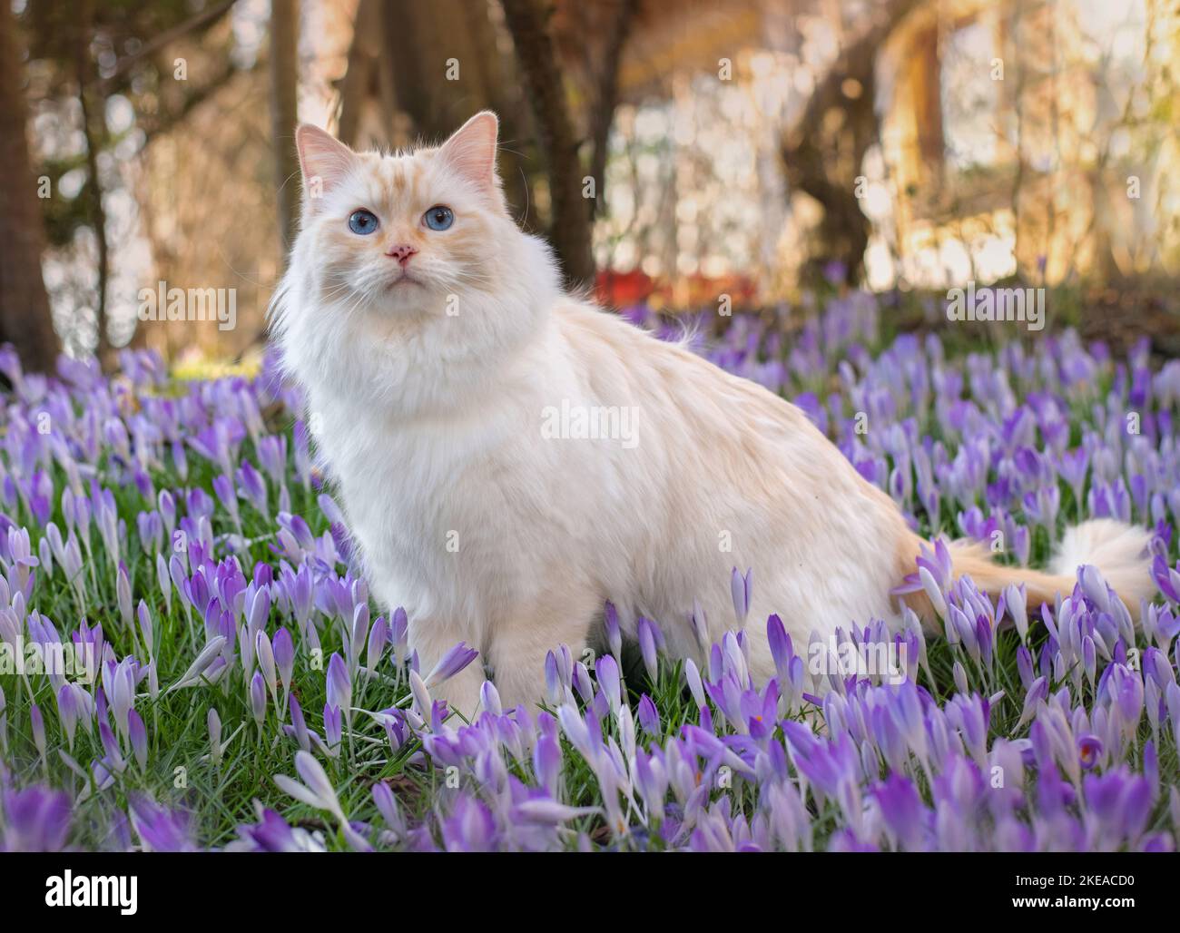 Ragdoll in spring Stock Photo