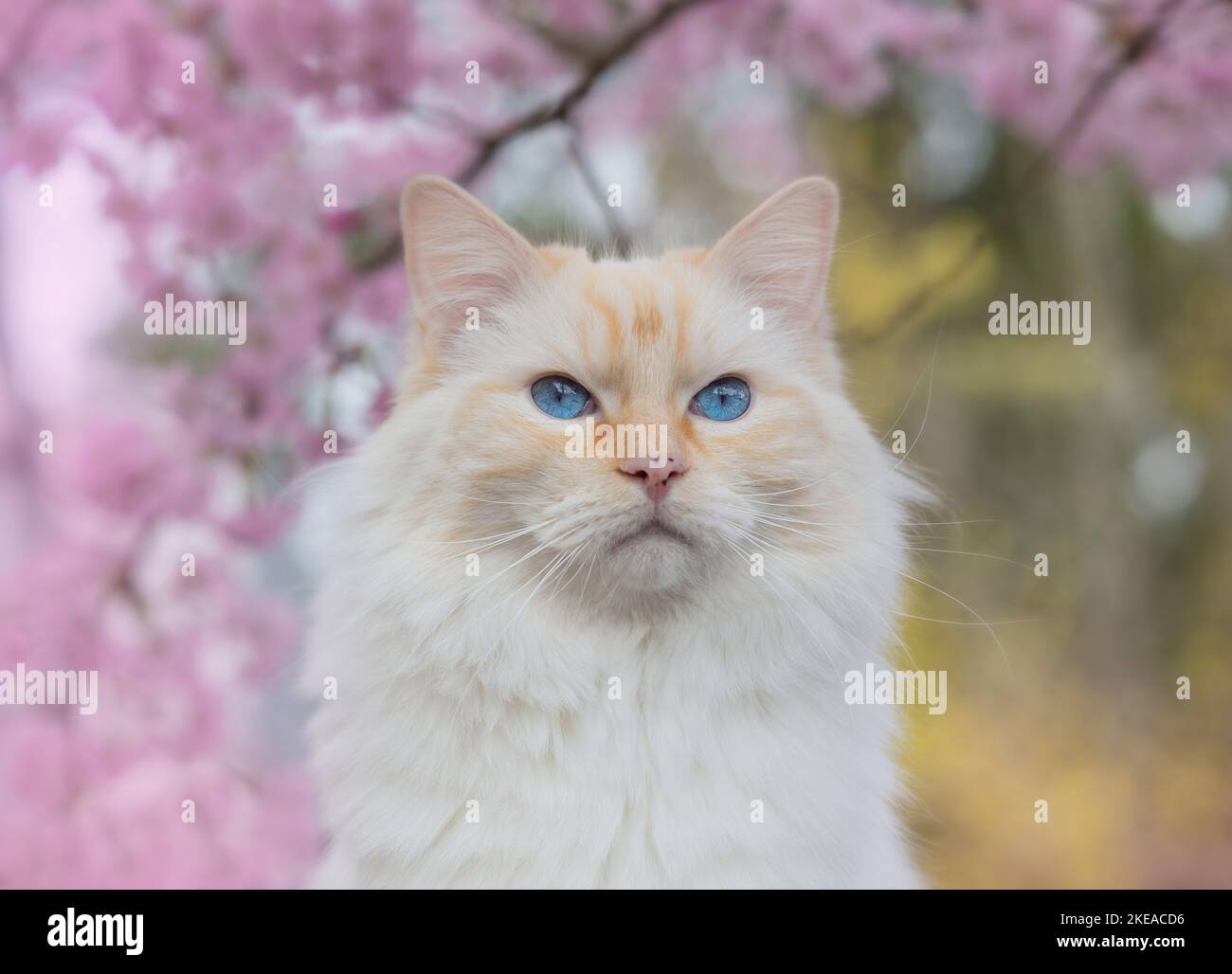 Ragdoll in spring Stock Photo