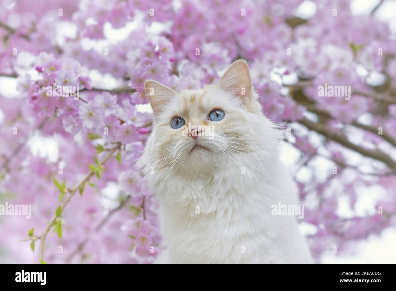 Ragdoll in spring Stock Photo