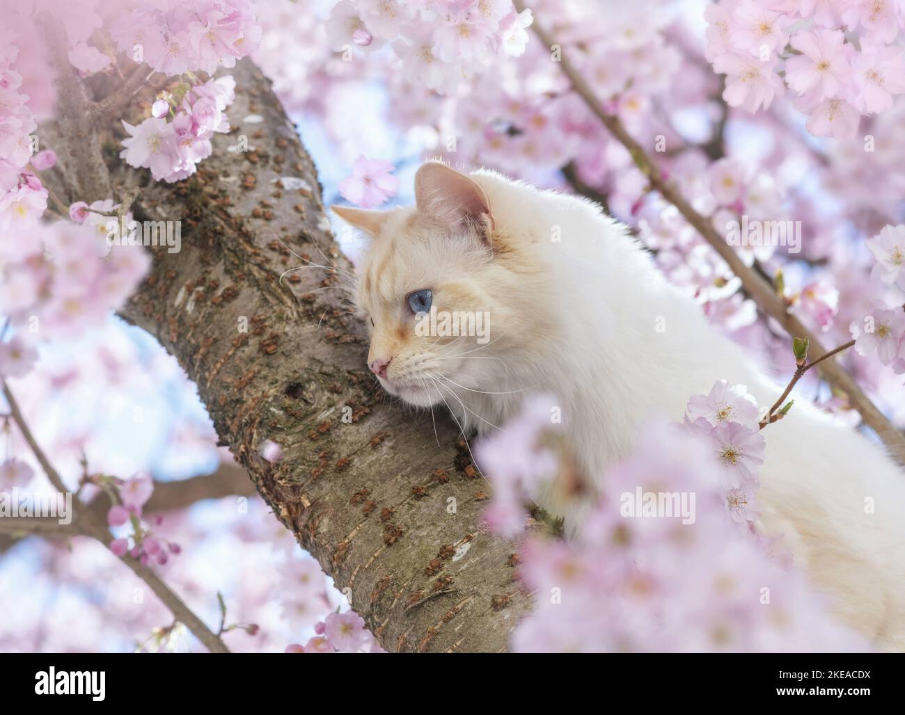 Ragdoll in spring Stock Photo - Alamy