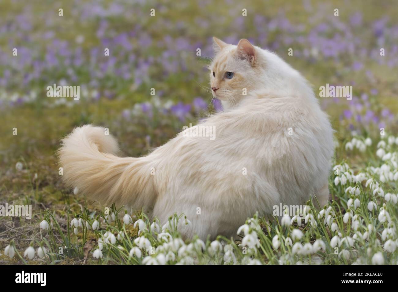 Ragdoll in spring Stock Photo