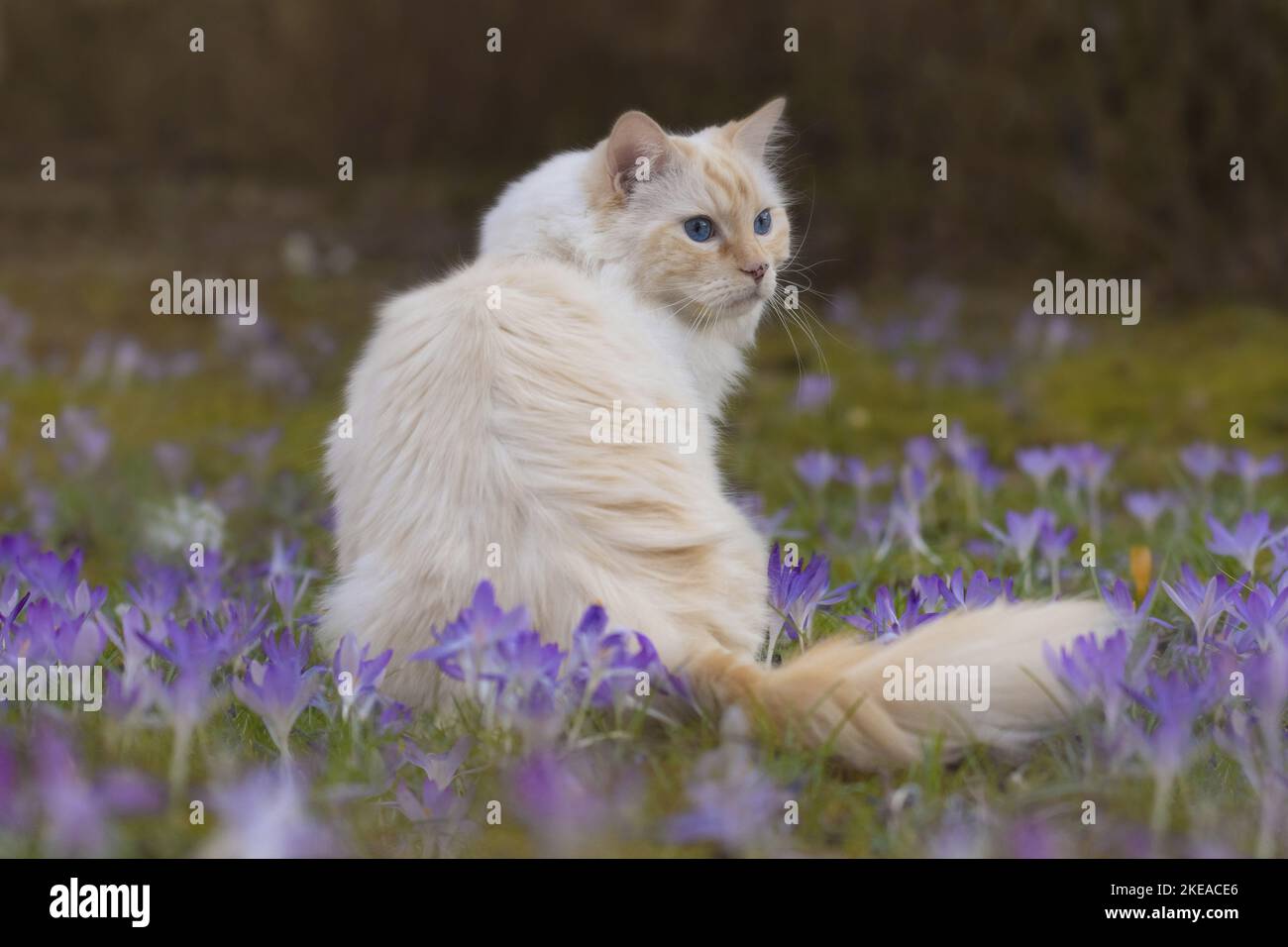 Ragdoll in spring Stock Photo - Alamy