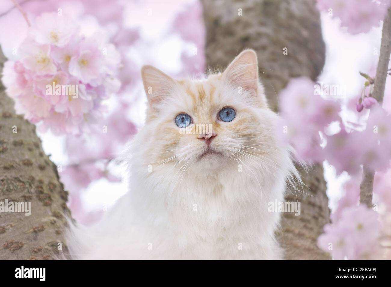 Ragdoll in spring Stock Photo - Alamy