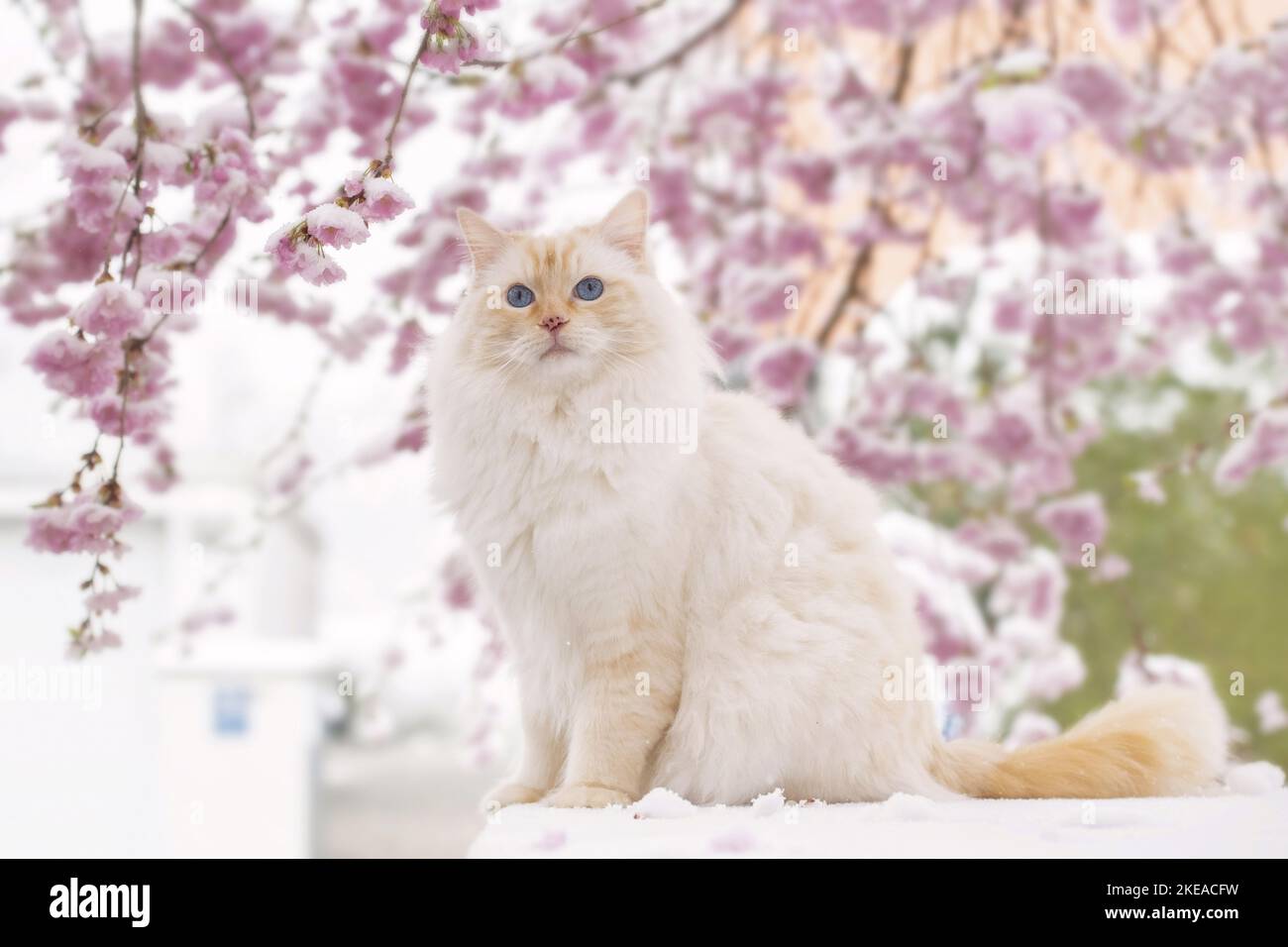 Ragdoll in spring Stock Photo