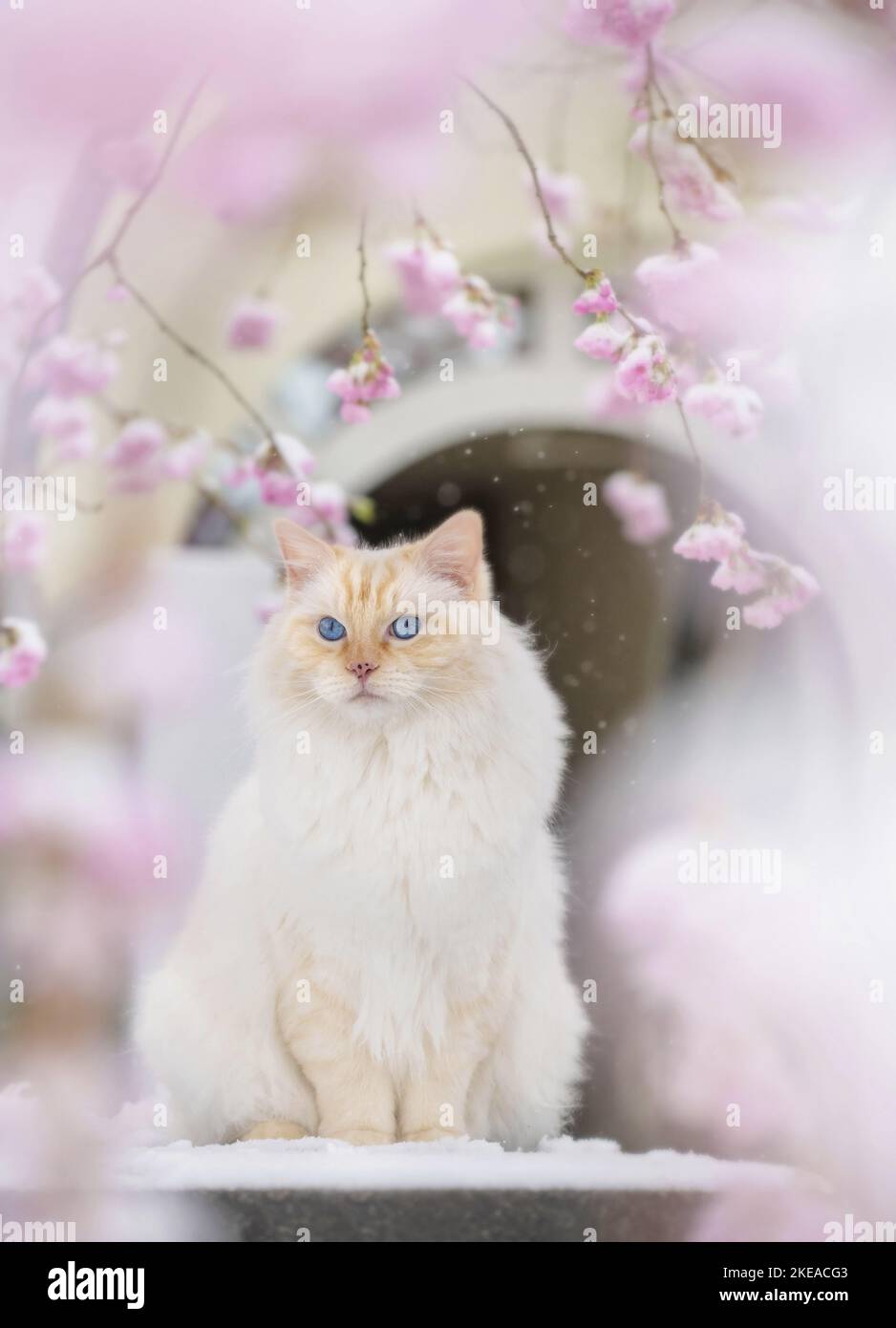 Ragdoll in spring Stock Photo - Alamy
