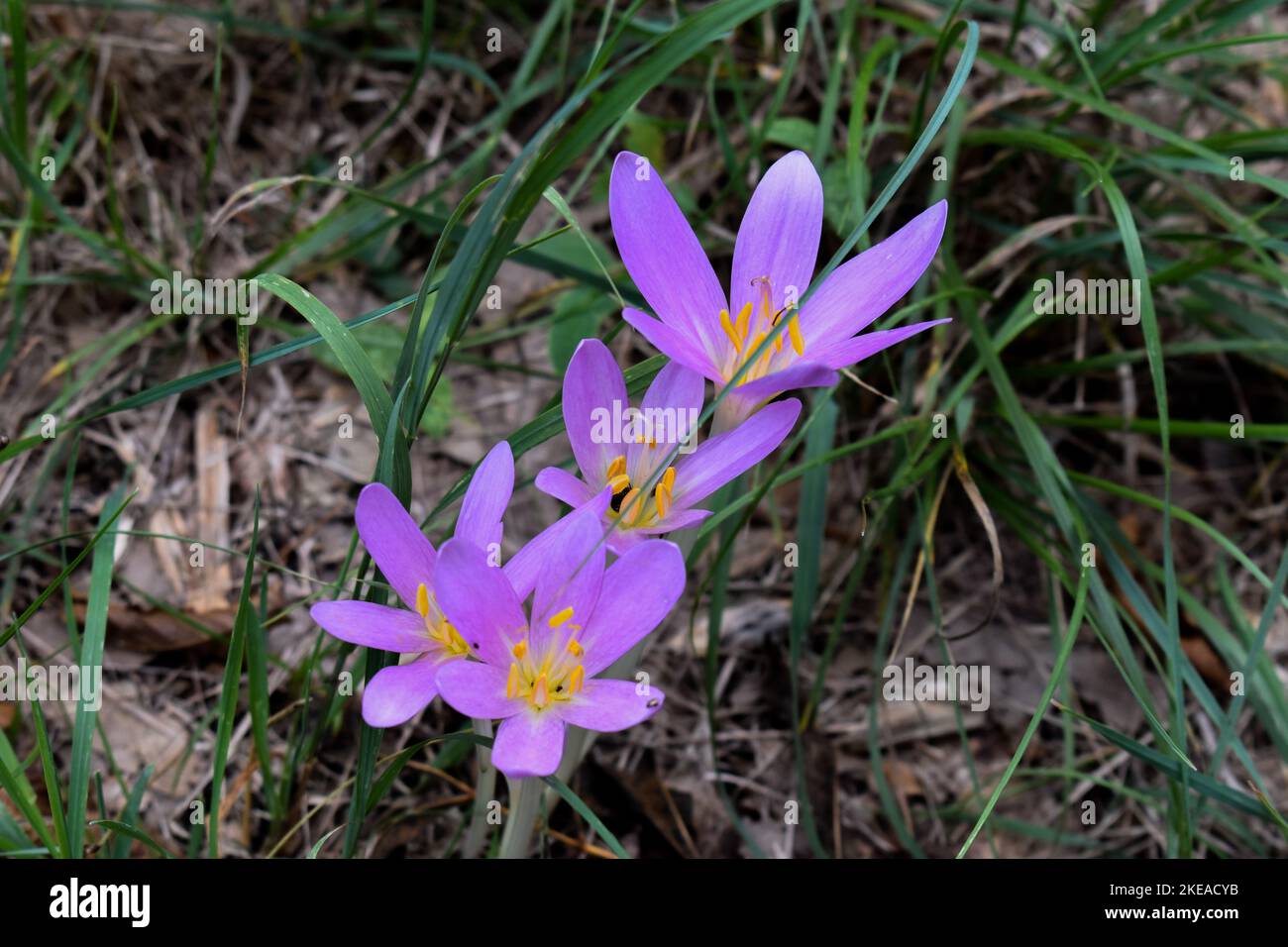 Beautiful blooming purple flowers in the park Stock Photo - Alamy