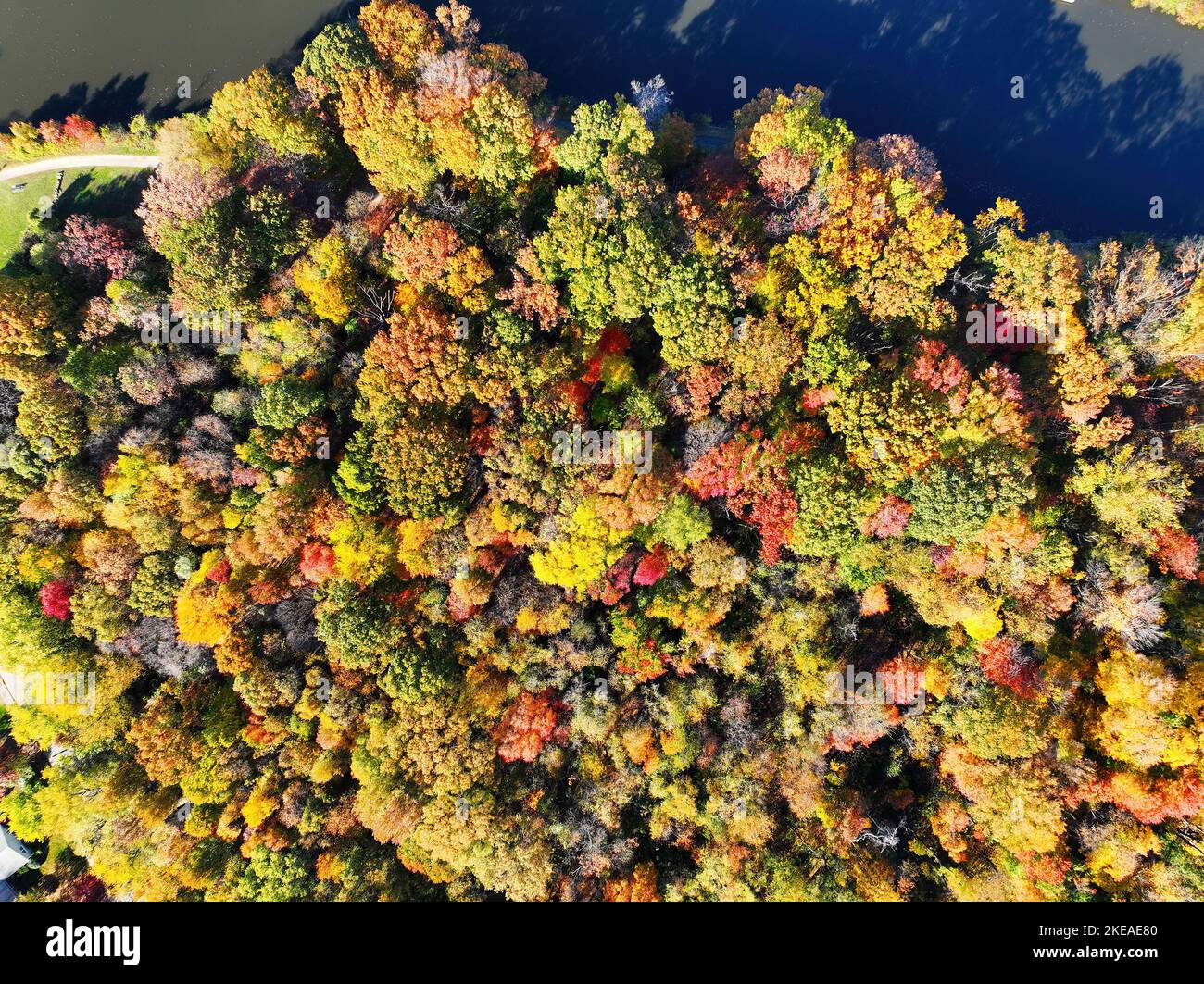 Aerial View of some Lakeside Trees in Fall Colors Stock Photo