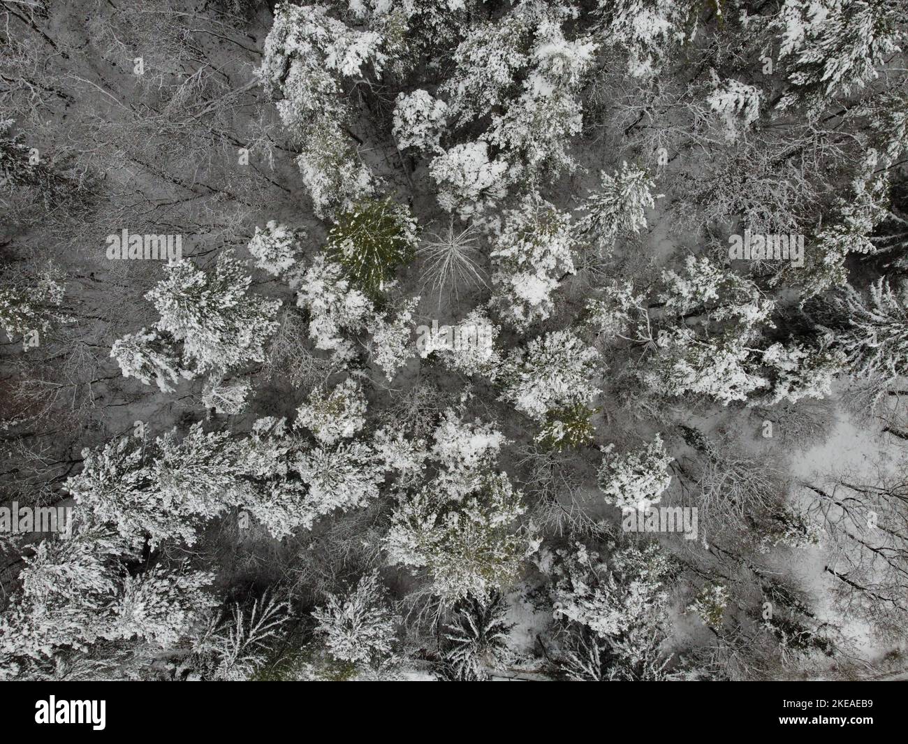 snowy trees seen from above Stock Photo - Alamy