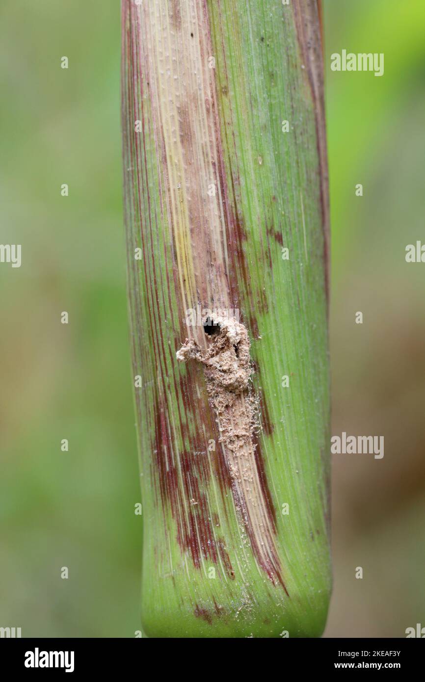 European Corn Borer Damage