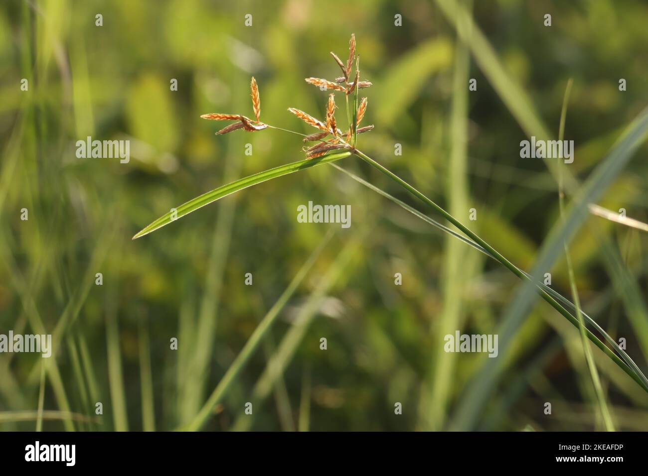 Nut grass or Purple nutsedge on green color nature background. Cyperus rotundus or Coco-grass or Java grass or Red nut sedge in nature. Stock Photo