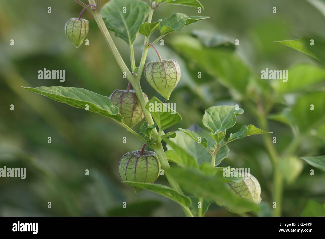Closeup branch of Physalis minima with green fruit in the garden, in nature. Wild cape gooseberry or Native gooseberry or Pygmy groundcherry. Stock Photo