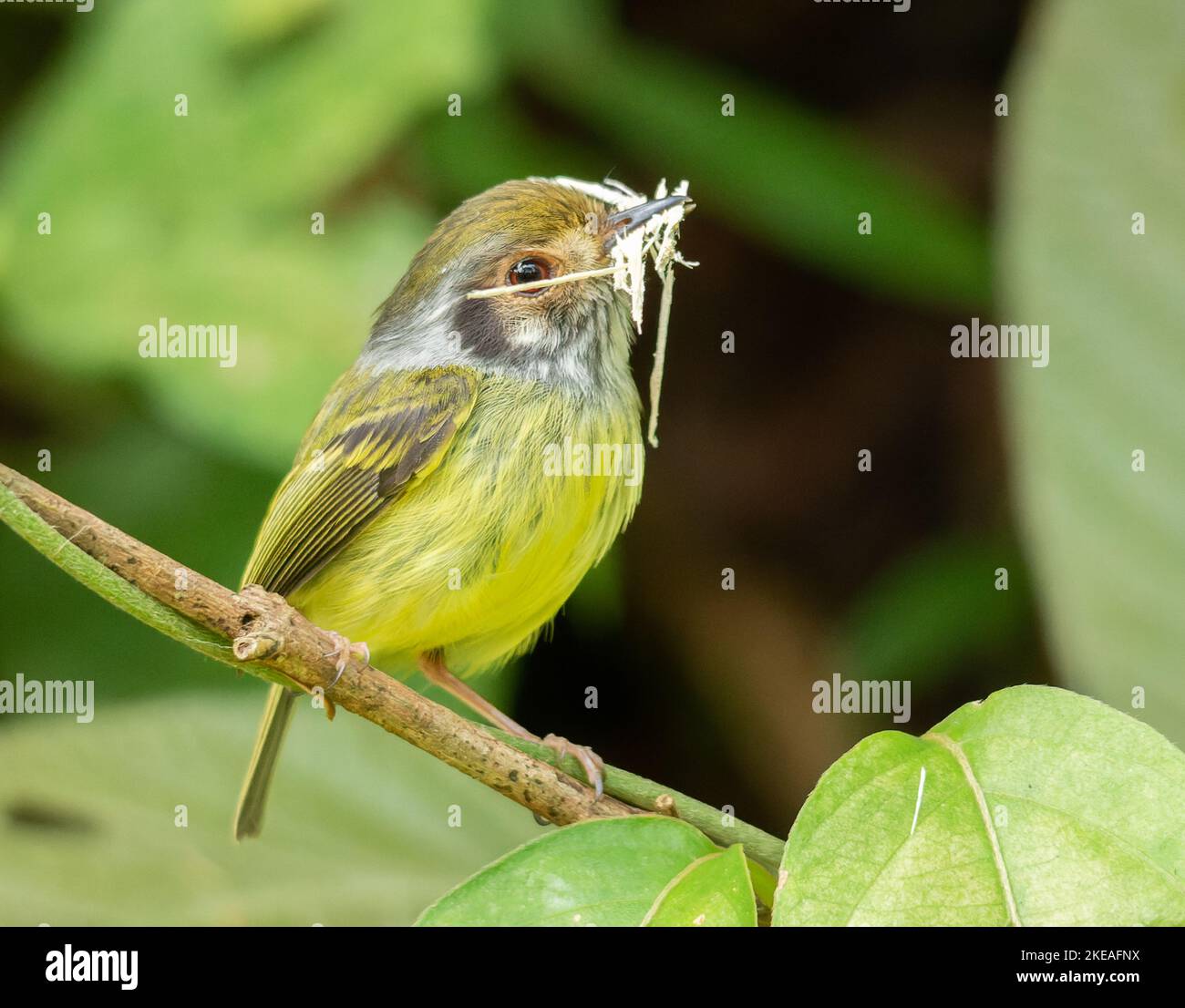 Myionis auricularis Stock Photo