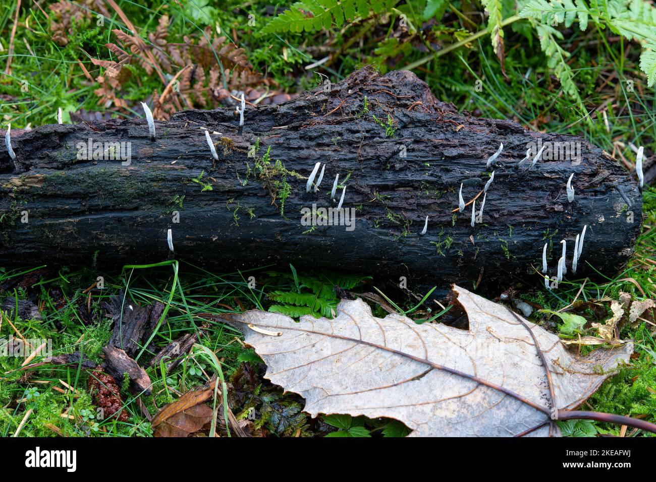 Fairy Fingers growing on a log in Beacon Wood, Penrith, Cumbria, UK Stock Photo