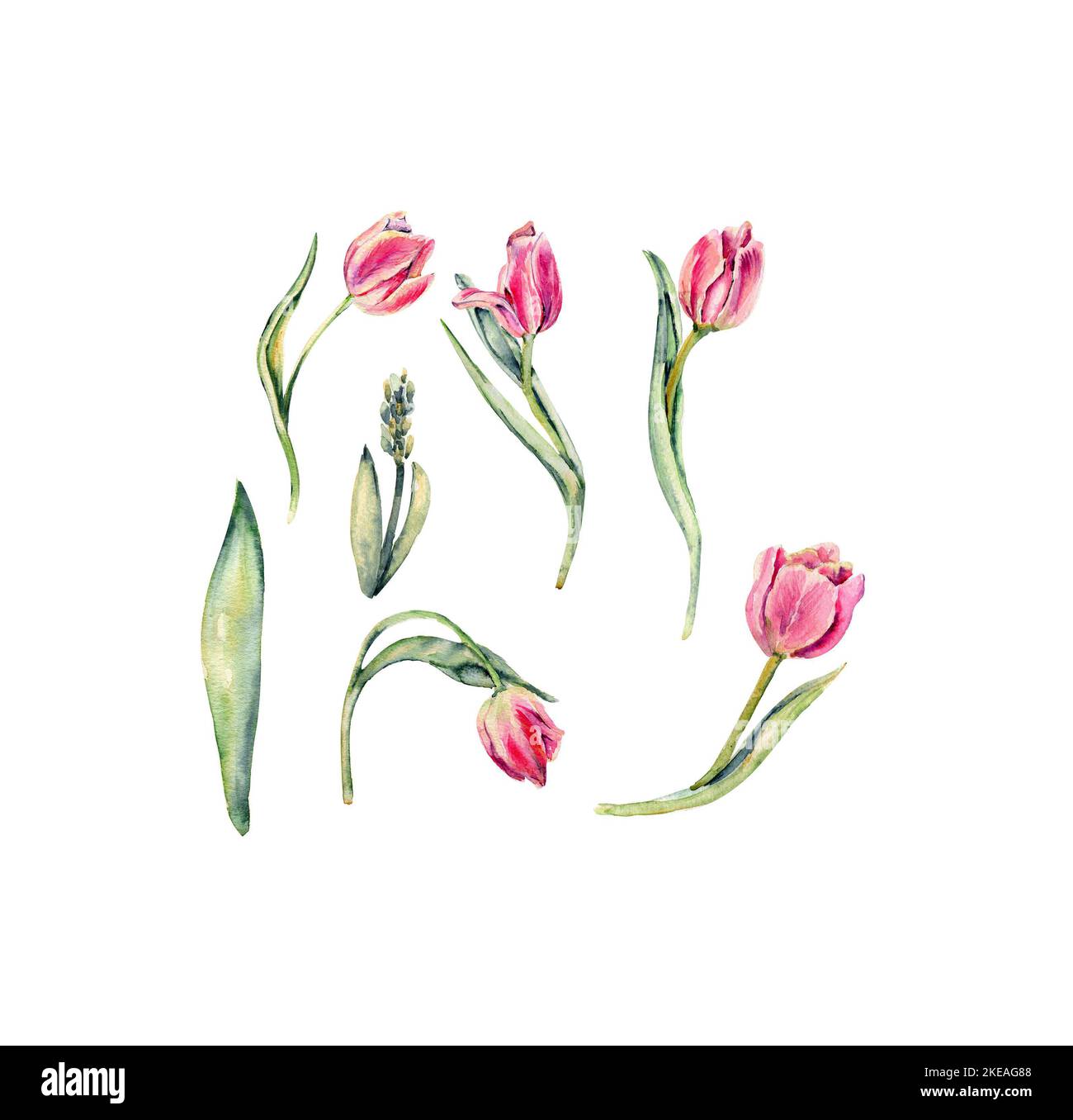 Hand drawn watercolor pink flowers tulips set . It's perfect for ...