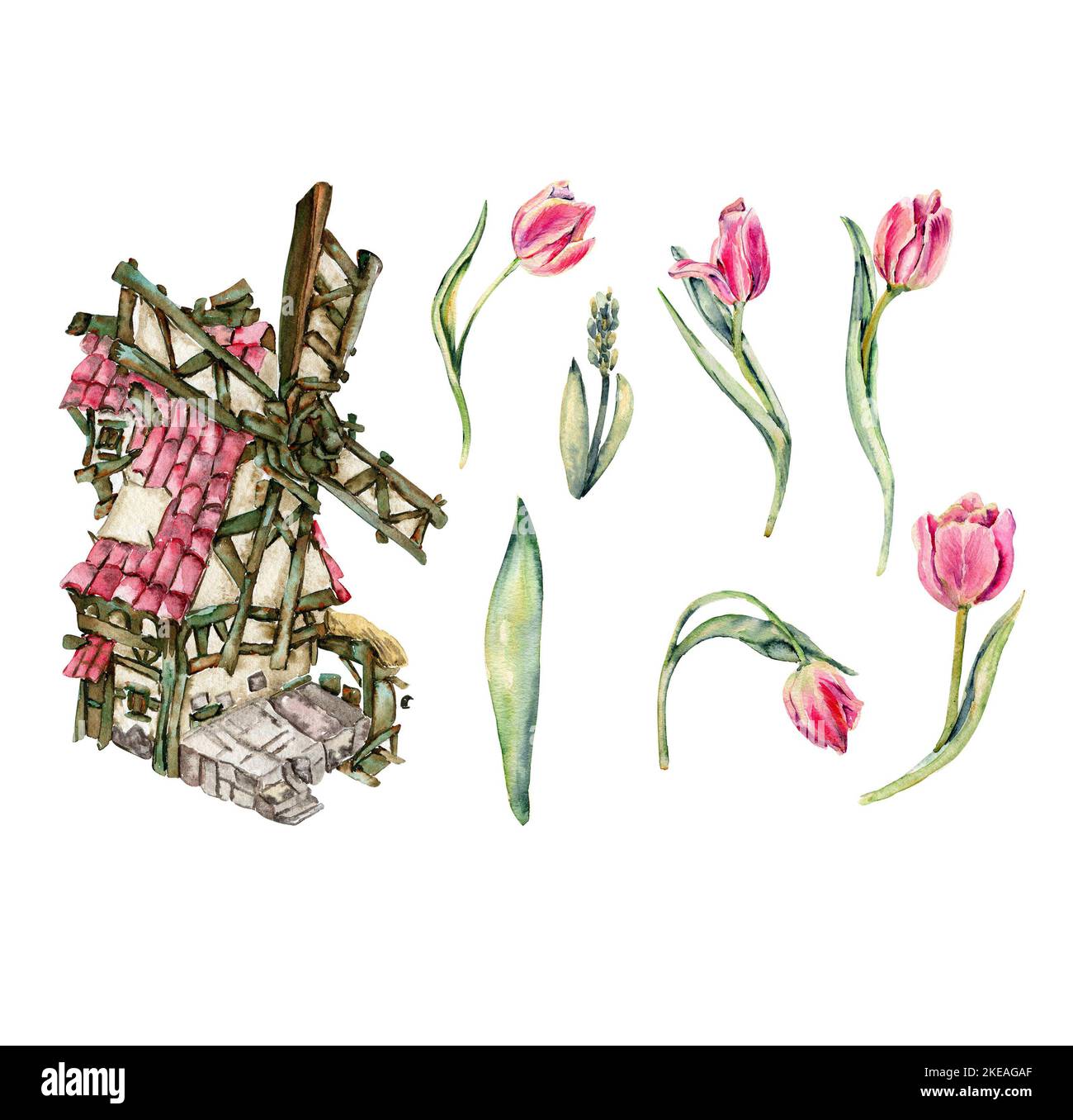 Hand drawn watercolor pink flowers tulips set and windmill with pink ...