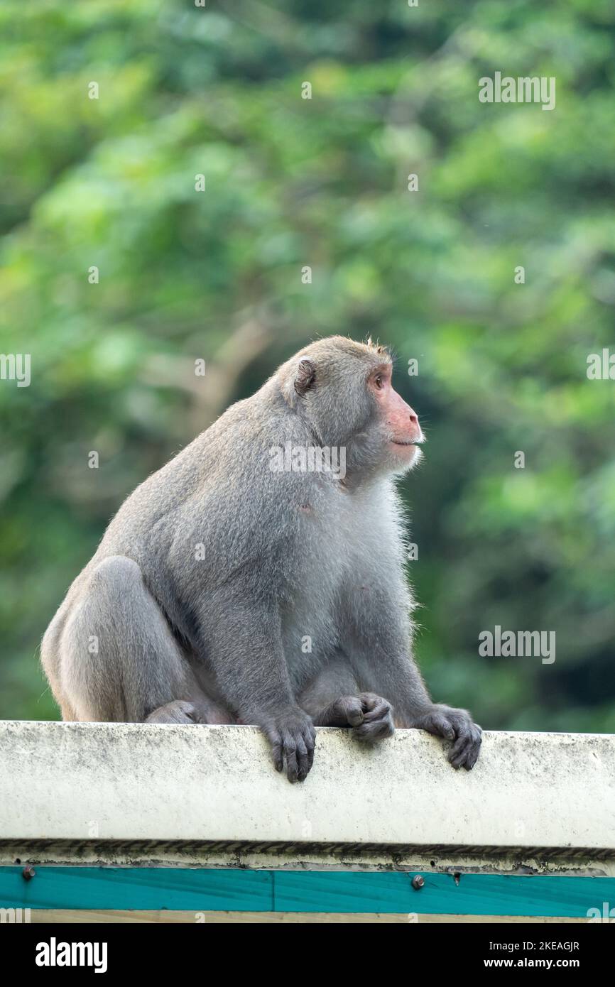 Wild Formosan macaque, Formosan rock monkey also named Taiwanese macaque in Taiwan are eating and take care of others. Stock Photo