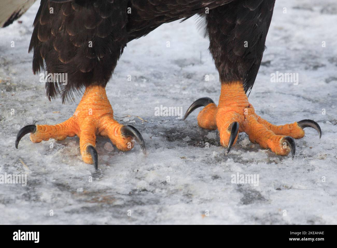 American bald eagle (Haliaeetus leucocephalus), feet, USA, Alaska