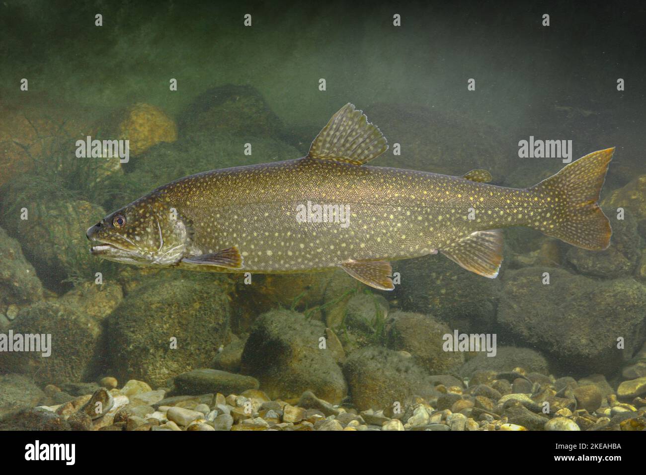 American lake trout, Great Lake trout, lake trout (Salvelinus namaycush), side view Stock Photo