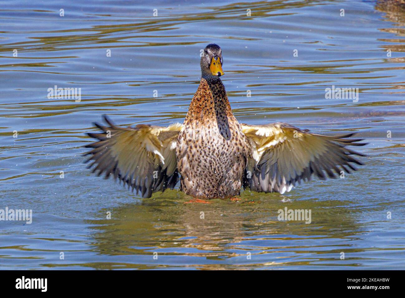 mallard (Anas platyrhynchos), flaps its wings while treading water, front view, Germany, Bavaria Stock Photo