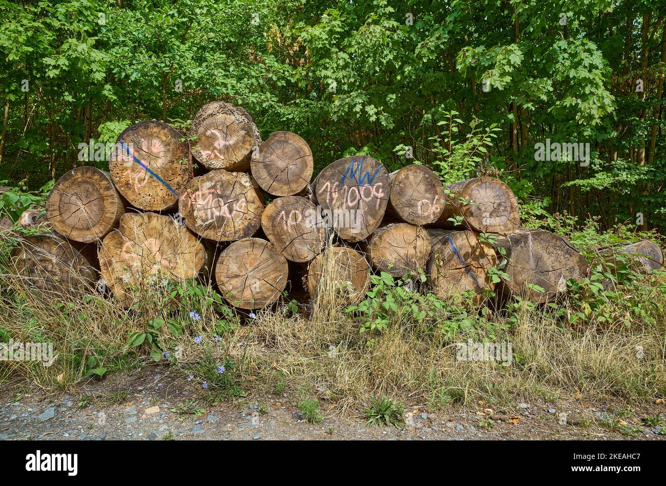 Scotch pine, Scots pine (Pinus sylvestris), pile of poor pine wood, damaged by dryness and heat which promoted Diplodia-Fungi and bark beetles, Stock Photo