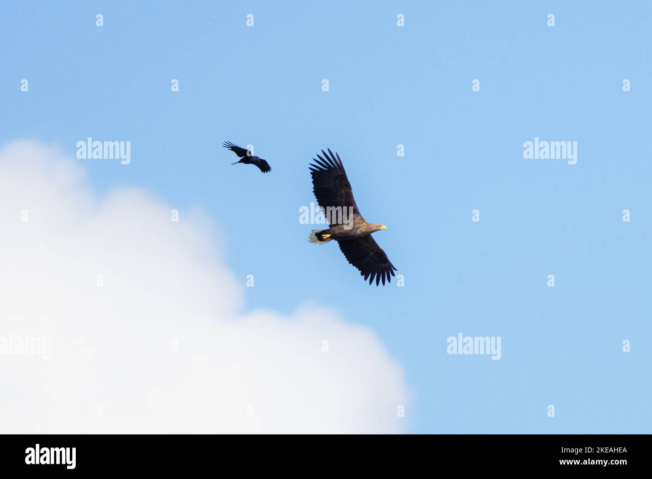 white-tailed sea eagle (Haliaeetus albicilla), circling, is attacked by a crow, Germany, Bavaria Stock Photo