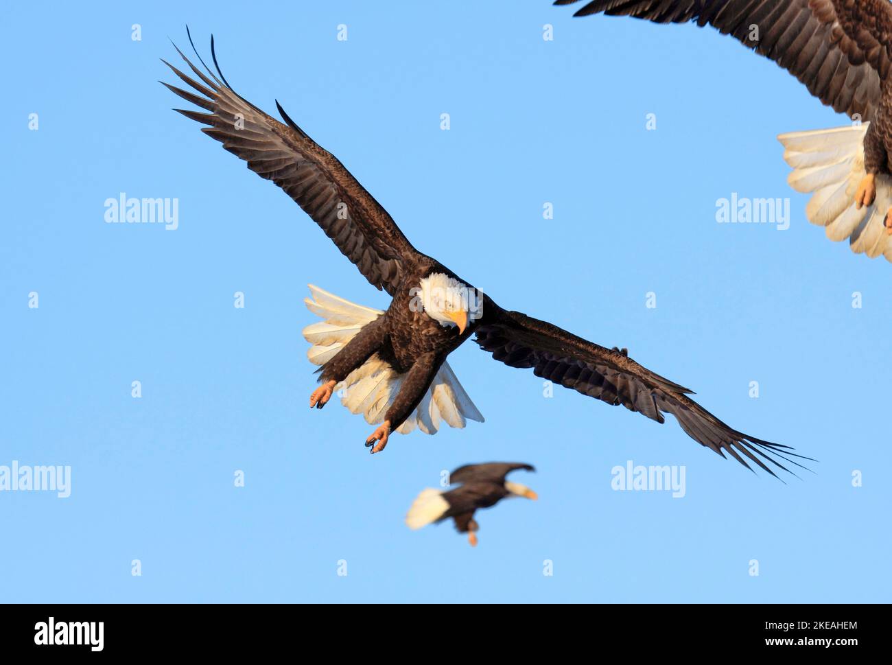 American bald eagle (Haliaeetus leucocephalus), group in flight, USA, Alaska, Kachemak Bay Stock Photo