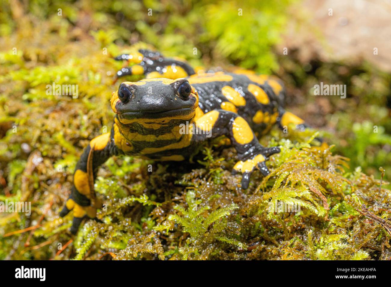 European fire salamander (Salamandra salamandra), male, Cave Animal of the Year 2023, Germany, Bavaria, Isental Stock Photo