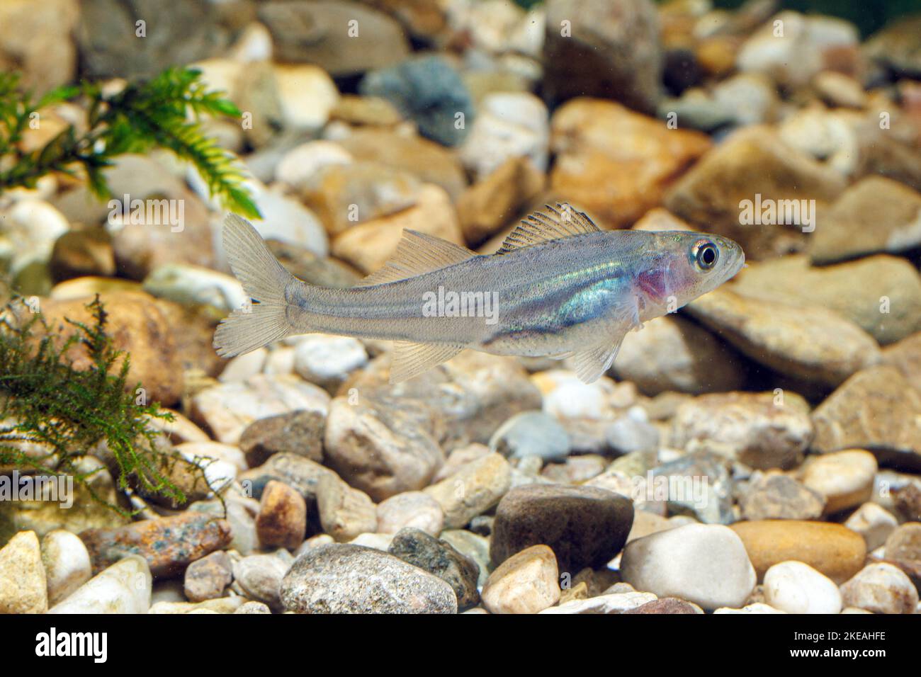 pike-perch, zander (Stizostedion lucioperca, Sander lucioperca), juvenile, swimming Stock Photo