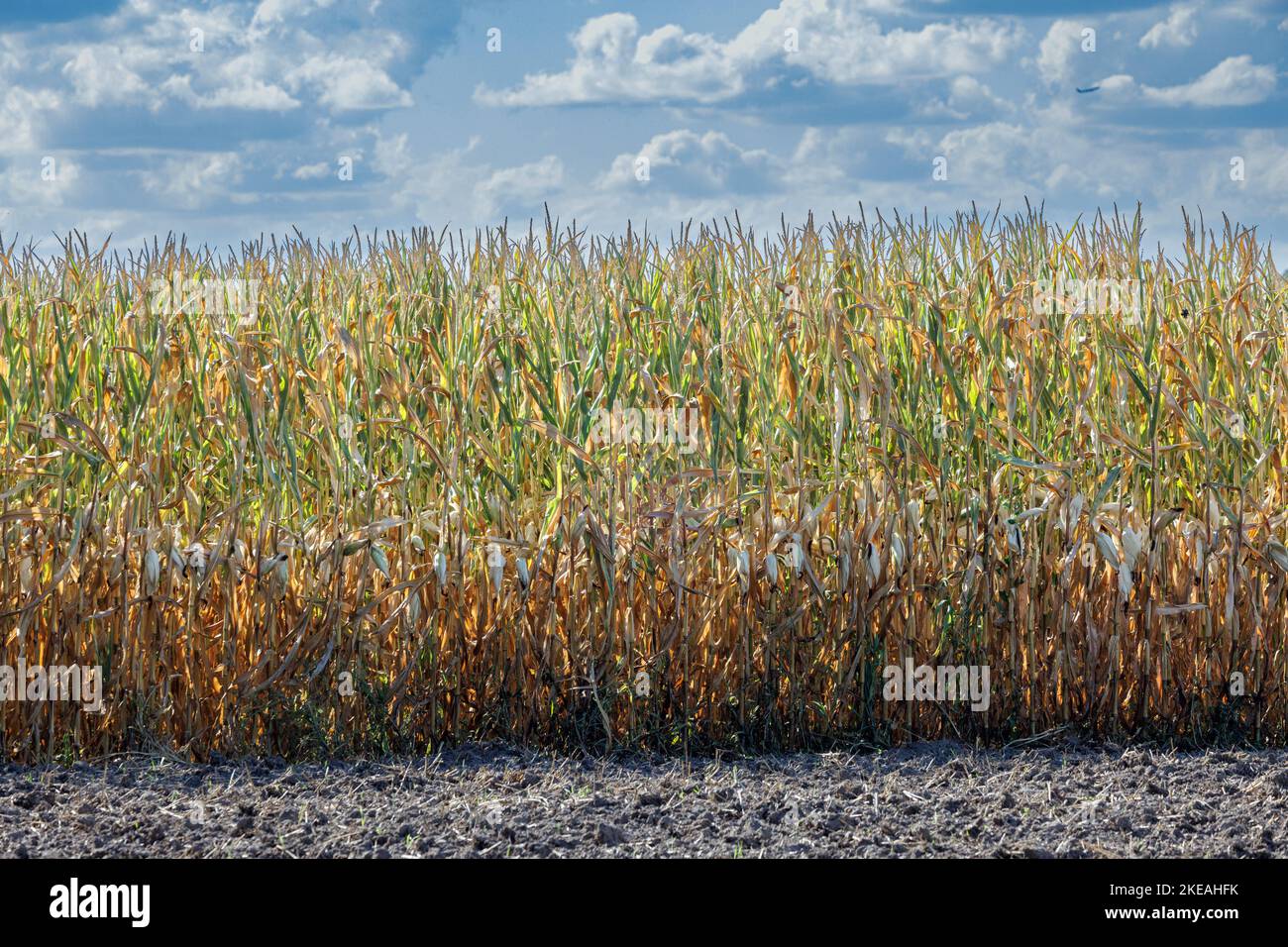 withered maize field, Germany, Bavaria Stock Photo