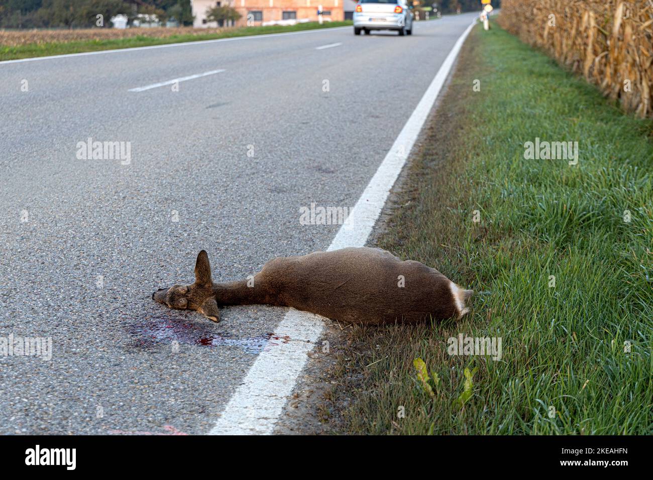 roe deer, roe, western roe deer, European roe (Capreolus capreolus), roadkill lying on the roadside next to a corn field, Germany, Bavaria Stock Photo