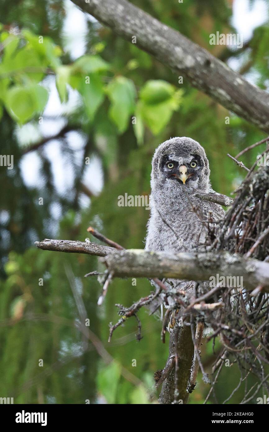 great grey owl (Strix nebulosa), fledgling perched at the edge of the nest on a spruce, Finland, Nurmes Stock Photo