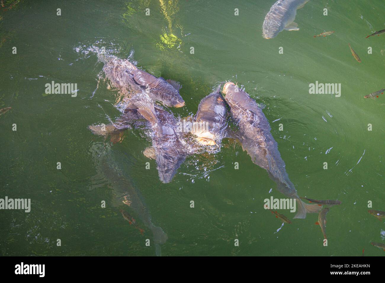 carp, common carp, European carp (Cyprinus carpio), large mirror carps in a small moor pond are fed by bathers, Germany, Bavaria, Kesselsee, Stock Photo