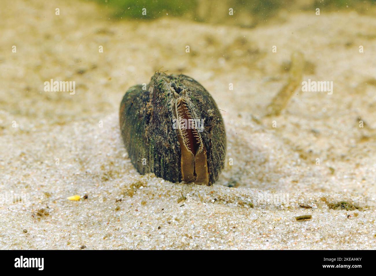 Common river mussel, Common Central European river mussel (Unio crassus), with clearly visible cloak and siphon, Germany Stock Photo