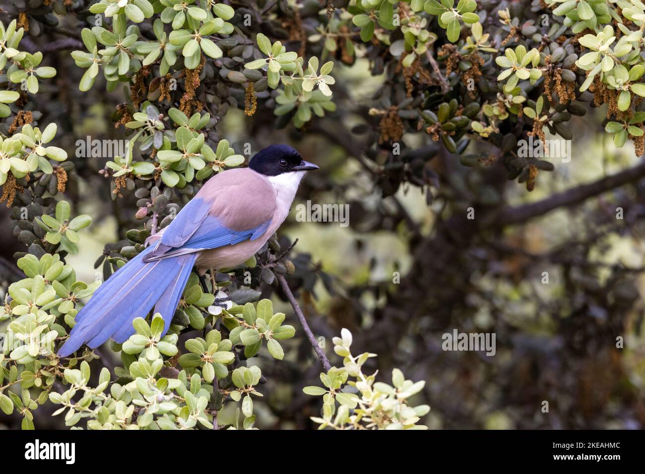 azure-winged magpie (Cyanopica cyanus, Cyanopica cyana), perched on a branch of a holm oak foraging, Spain, Extremadura, Caceres, Barruecos Stock Photo