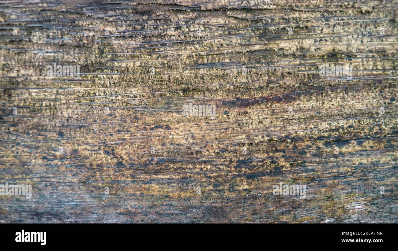 amazing wood texture as background Stock Photo - Alamy
