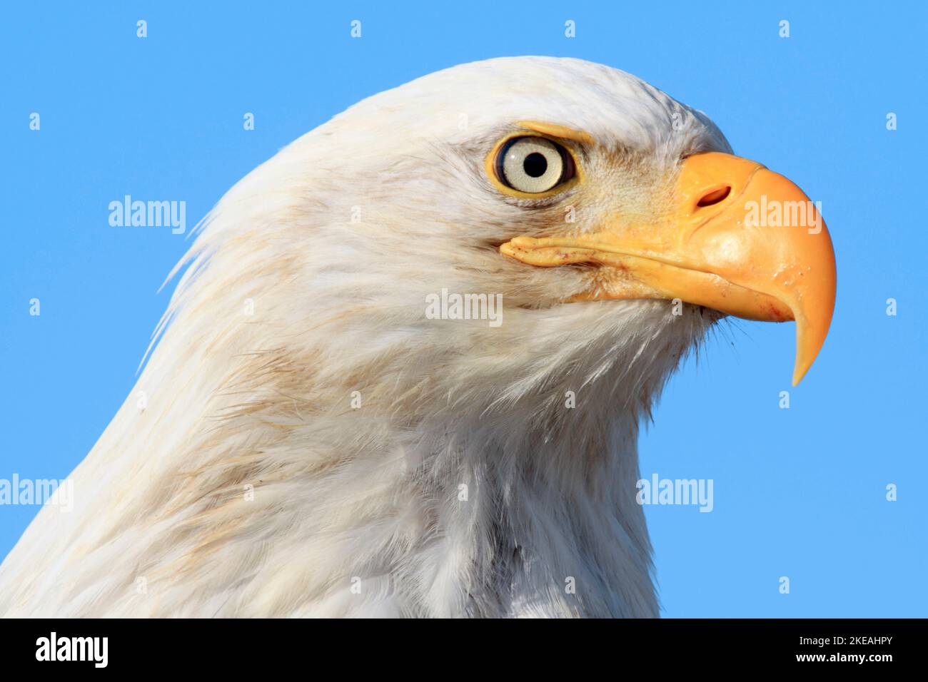 American bald eagle (Haliaeetus leucocephalus), portrait, USA, Alaska, Kachemak Bay Stock Photo