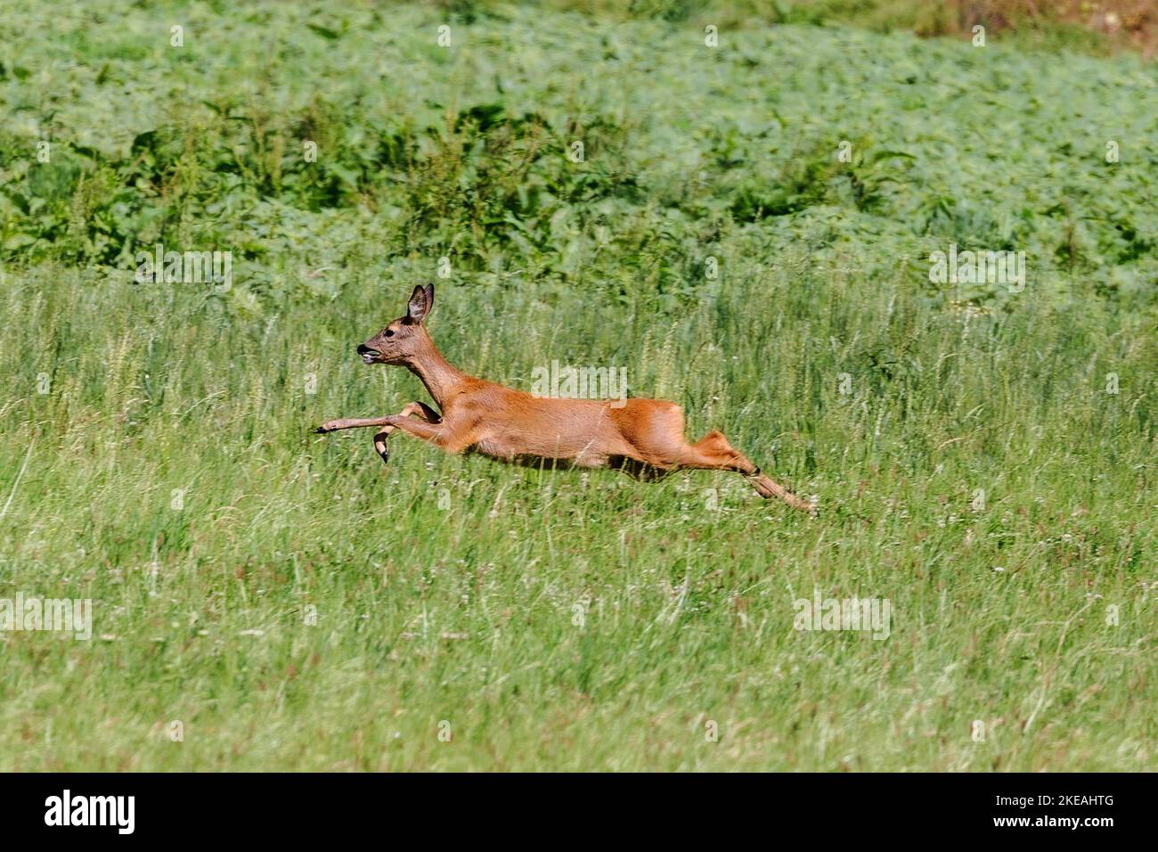 roe deer, roe, western roe deer, European roe (Capreolus capreolus), fleeing doe, Germany, Bavaria Stock Photo