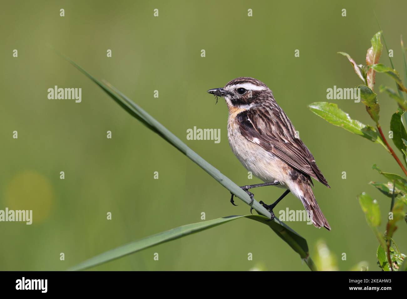 whinchat (Saxicola rubetra), male perched on a blade of reed with fodder in the bill, Finland, Nordoesterbotten, Liminka Stock Photo