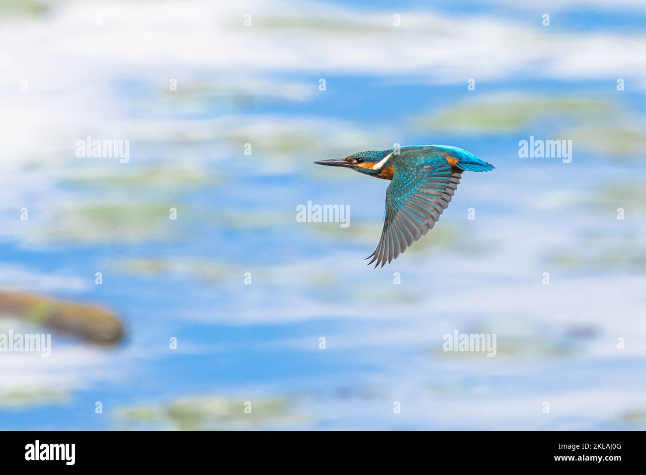 river kingfisher (Alcedo atthis), in fliegt over lake, Germany, Bavaria, Lake Chiemsee Stock Photo