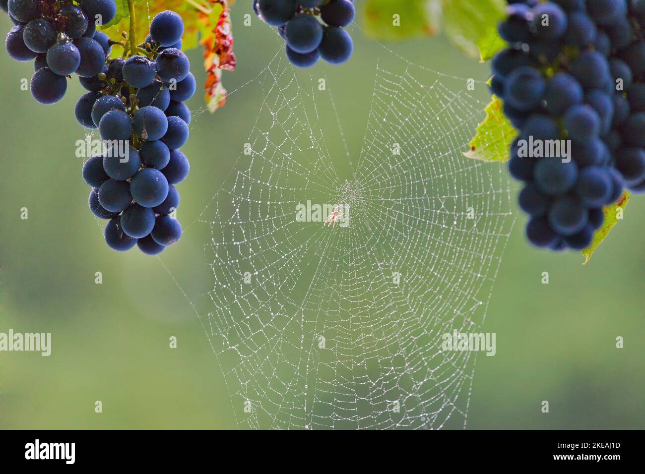 grapevine, vine (Vitis vinifera), spiderweb between ripe grapes, Germany, North Rhine