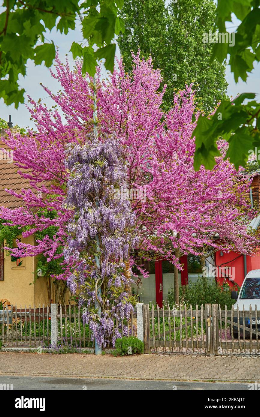 judas tree (Cercis siliquastrum), blooming judas tree and , Germany