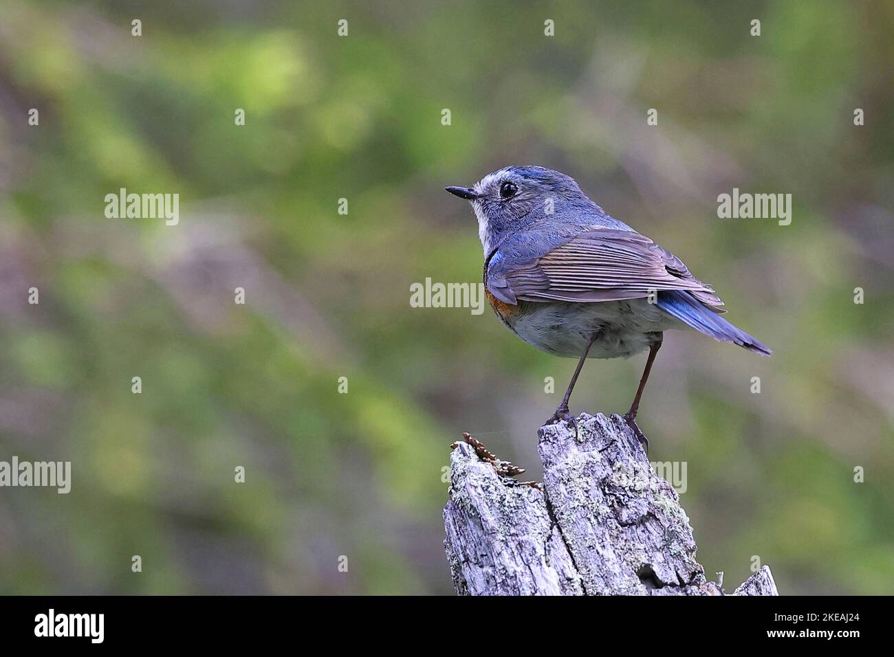 Red-flanked bluetail, Orange-flanked Bush Robin (Tarsiger cyanurus, Luscinia cyanura), male perched on a tree snag in mountain forest, rear view, Stock Photo