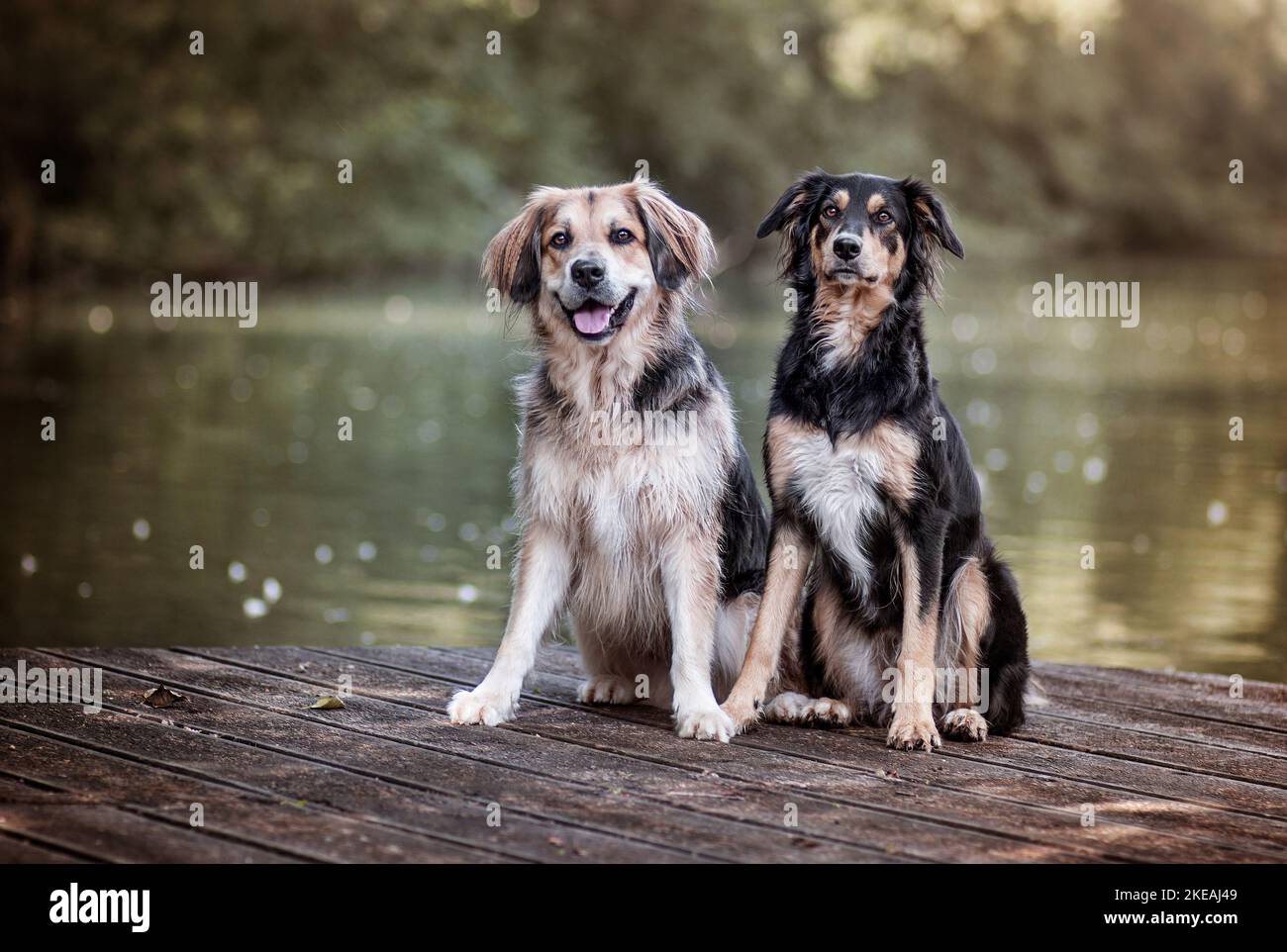 mongrels Stock Photo